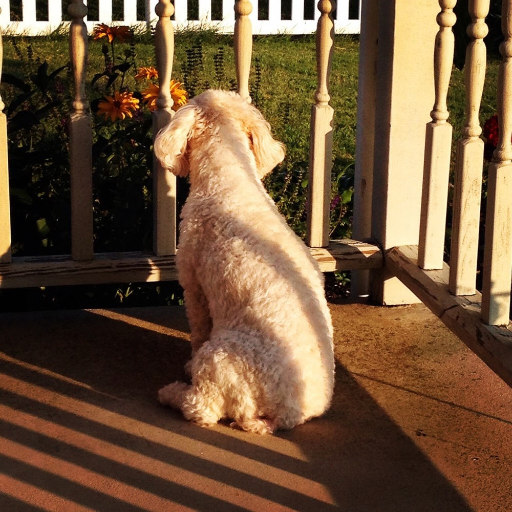 Meet your Posher, Tori